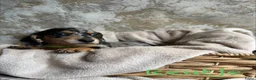 Teckel (korthaar)  honden te koop: Prachtige teckelpups 🐶 - Advertentie 6