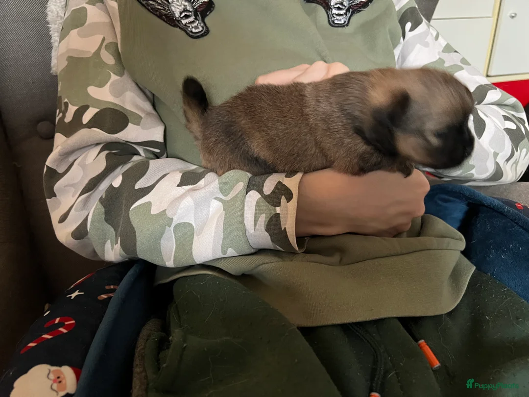 Pomchi honden te koop: Lieve Pomchi pups - Advertentie 21