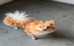Pomchi honden te koop: Pomchi Luna in Vlaardingen - Afbeelding 1