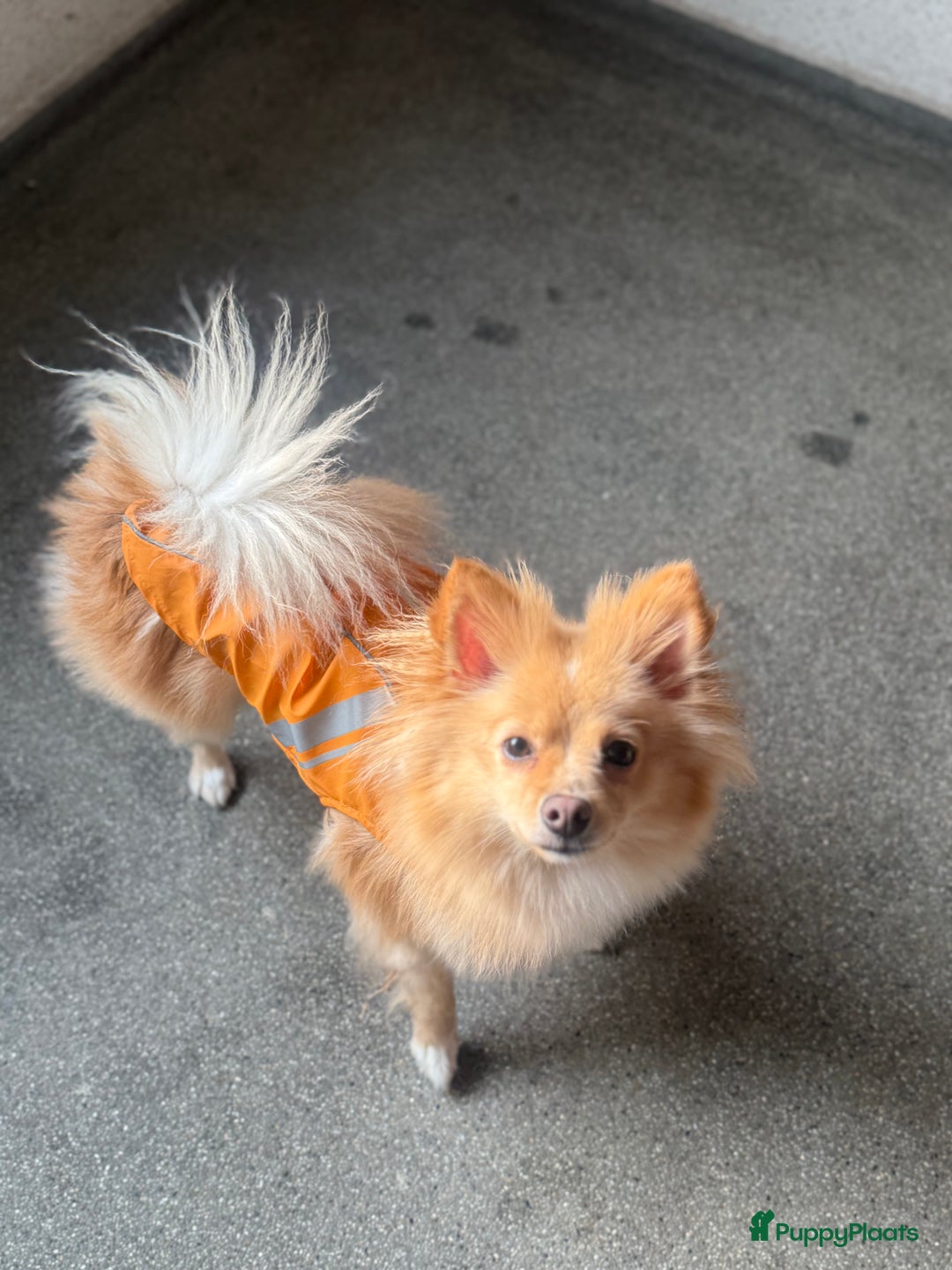 Pomchi honden te koop: Pomchi Luna in Vlaardingen - Afbeelding 1