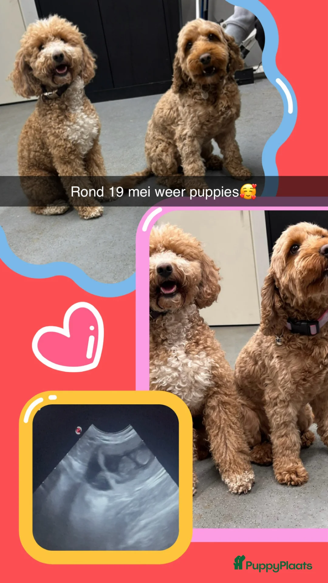 Cockapoo honden te koop: Nestaankondiging cockapoo pups  in Diepenheim - Advertentie 1