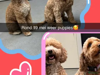 Cockapoo honden te koop: cockapoo pups - Advertentie 2