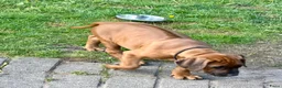 Rhodesian Ridgeback honden te koop: Rhodesian Ridgeback puppy's - Advertentie 13