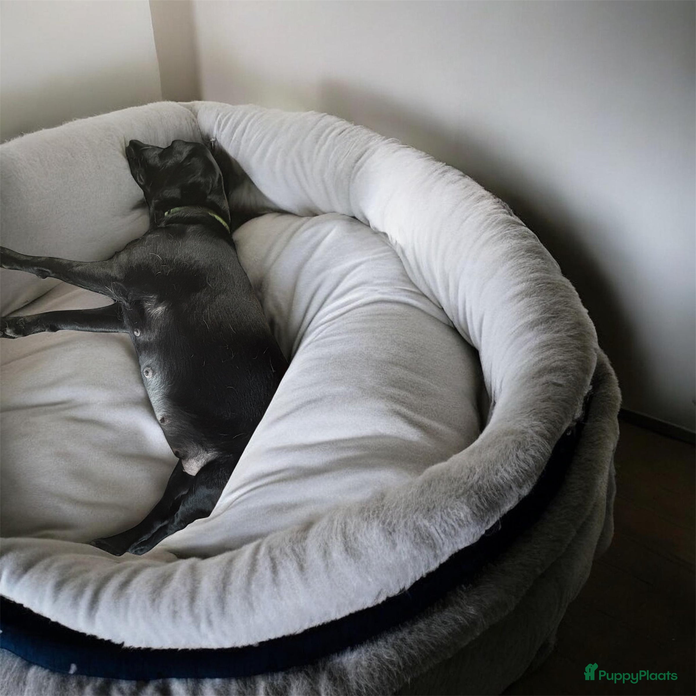 Labrador Retriever honden Aankondiging Labrador nestje – week van 9 februari - Advertentie 10