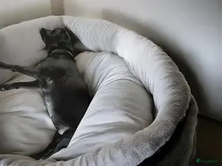 Labrador Retriever honden Aankondiging Labrador nestje – week van 9 februari - Advertentie 10