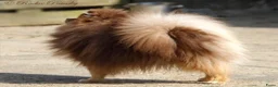 Pomsky honden te koop: 6 pomskys in Langeweg - Advertentie 3