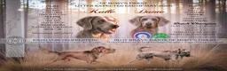 Weimarse Staande Hond langhaar honden te koop: Weimaraner Langhaar Pups met Stamboom - Advertentie 14