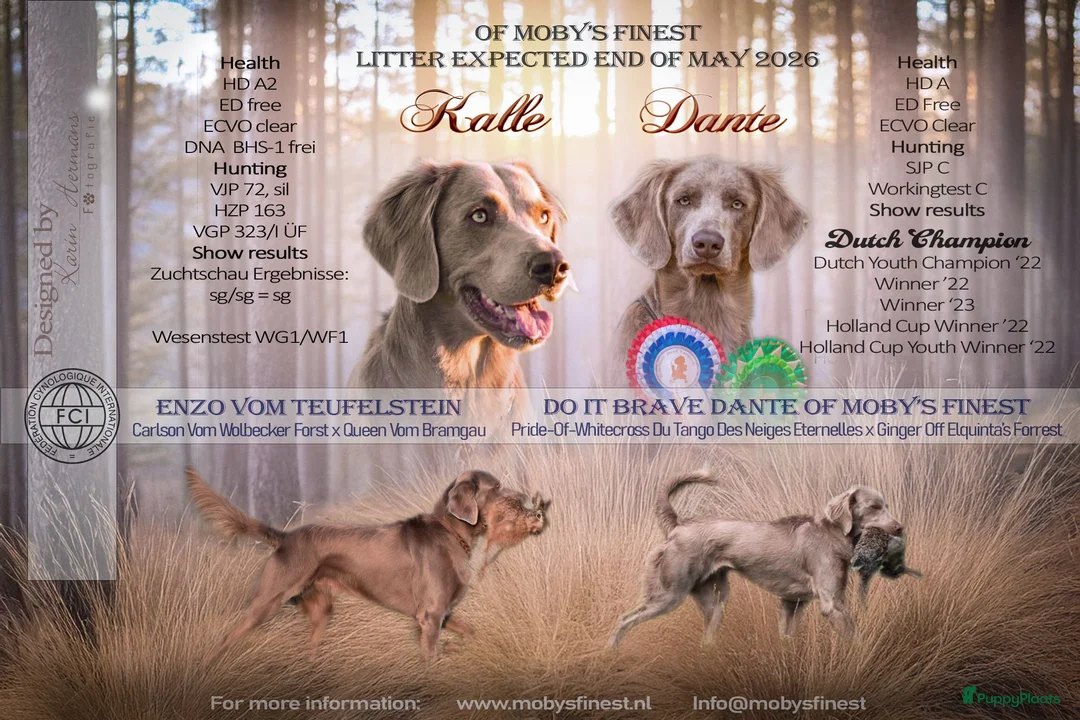 Weimarse Staande Hond langhaar honden te koop: Weimaraner Langhaar Pups met Stamboom - Advertentie 14
