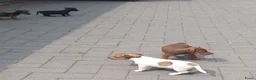 Jack Russel Terriër honden te koop: Jack russel pups REUTJES - Advertentie 5
