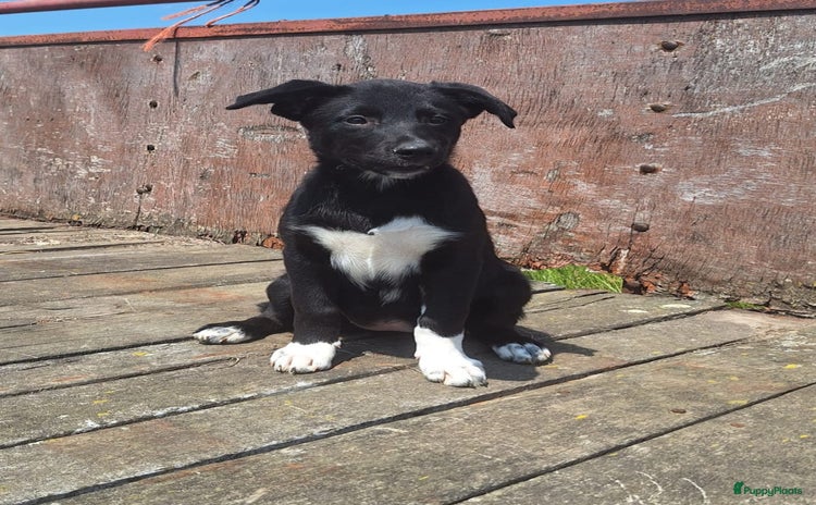 Border Collie honden - Advertentie 1