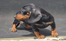 Teckel (korthaar)  honden te koop: Teckel pups mogen verhuizen - Afbeelding 6