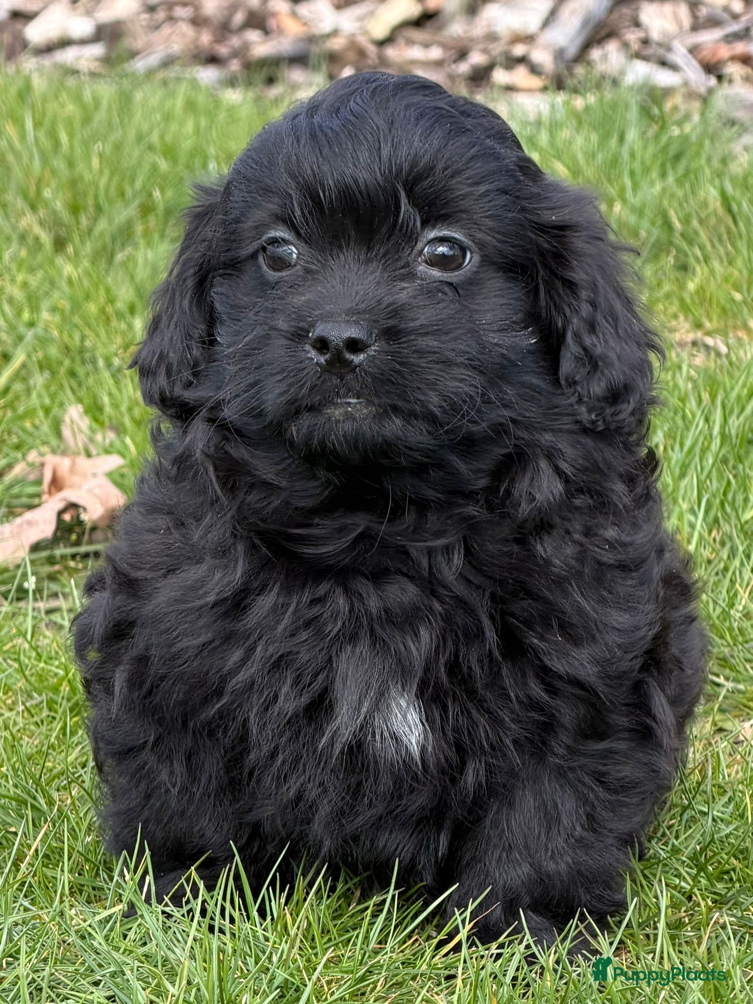 Boomer honden Nog 3 vrolijke boomer pups  - Advertentie 1