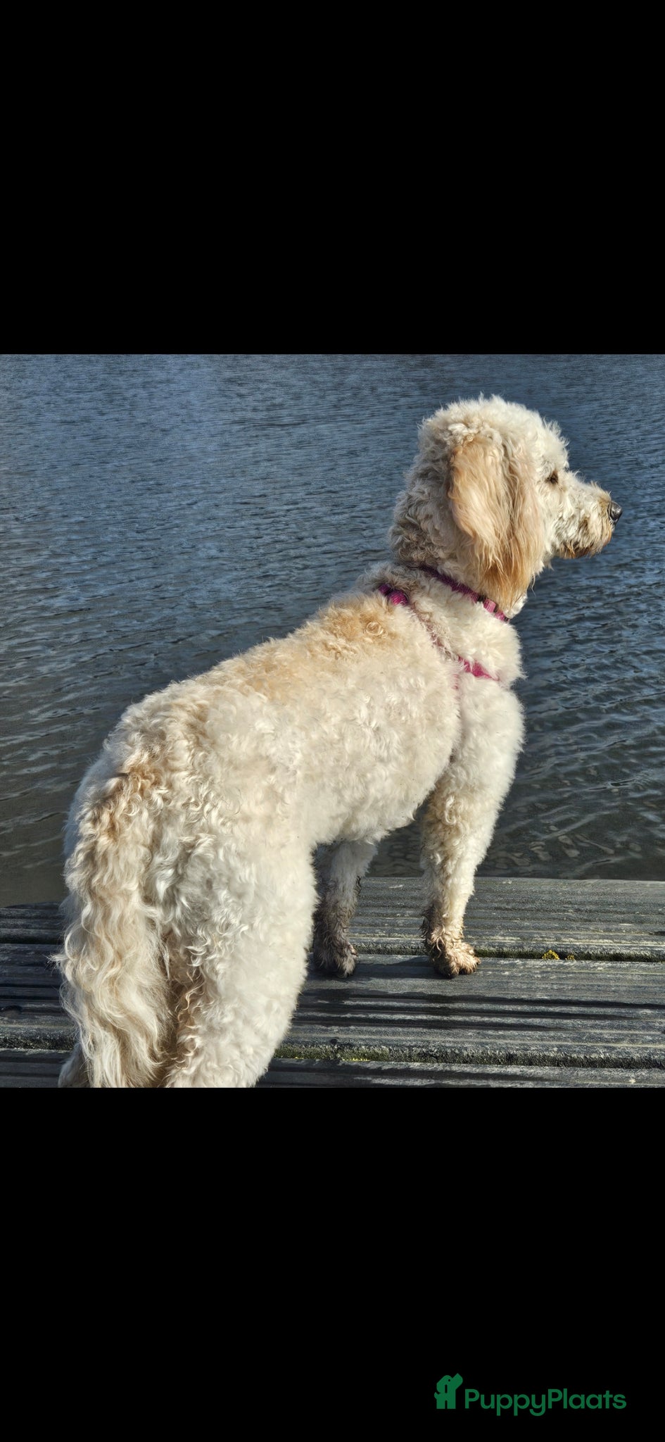 Kruising honden te koop: Prachtige mini doodle pups - Advertentie 9
