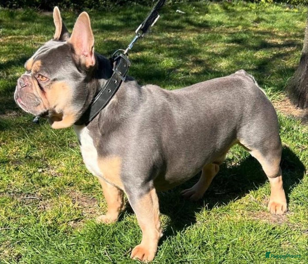 Franse Bulldog honden te koop: Fr bulldog puppy's uit geteste ouders - Advertentie 7