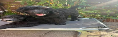 Labradoodle 8