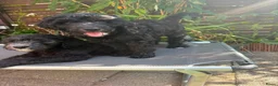 Labradoodle honden te koop: Lieve sociale Labradoodle puppy's mogen verhuizen - Advertentie 23