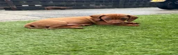 Teckel (korthaar)  honden te koop: Kaninchen x dwerg teckel - Advertentie 21
