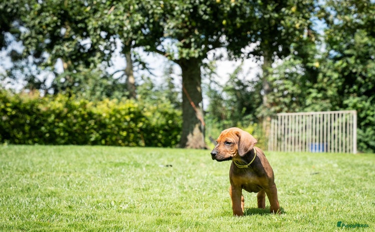 Rhodesian Ridgeback honden - Advertentie 2