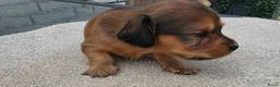Teckel (langhaar) honden te koop: Dwerg teckel langhaar  - Advertentie 12