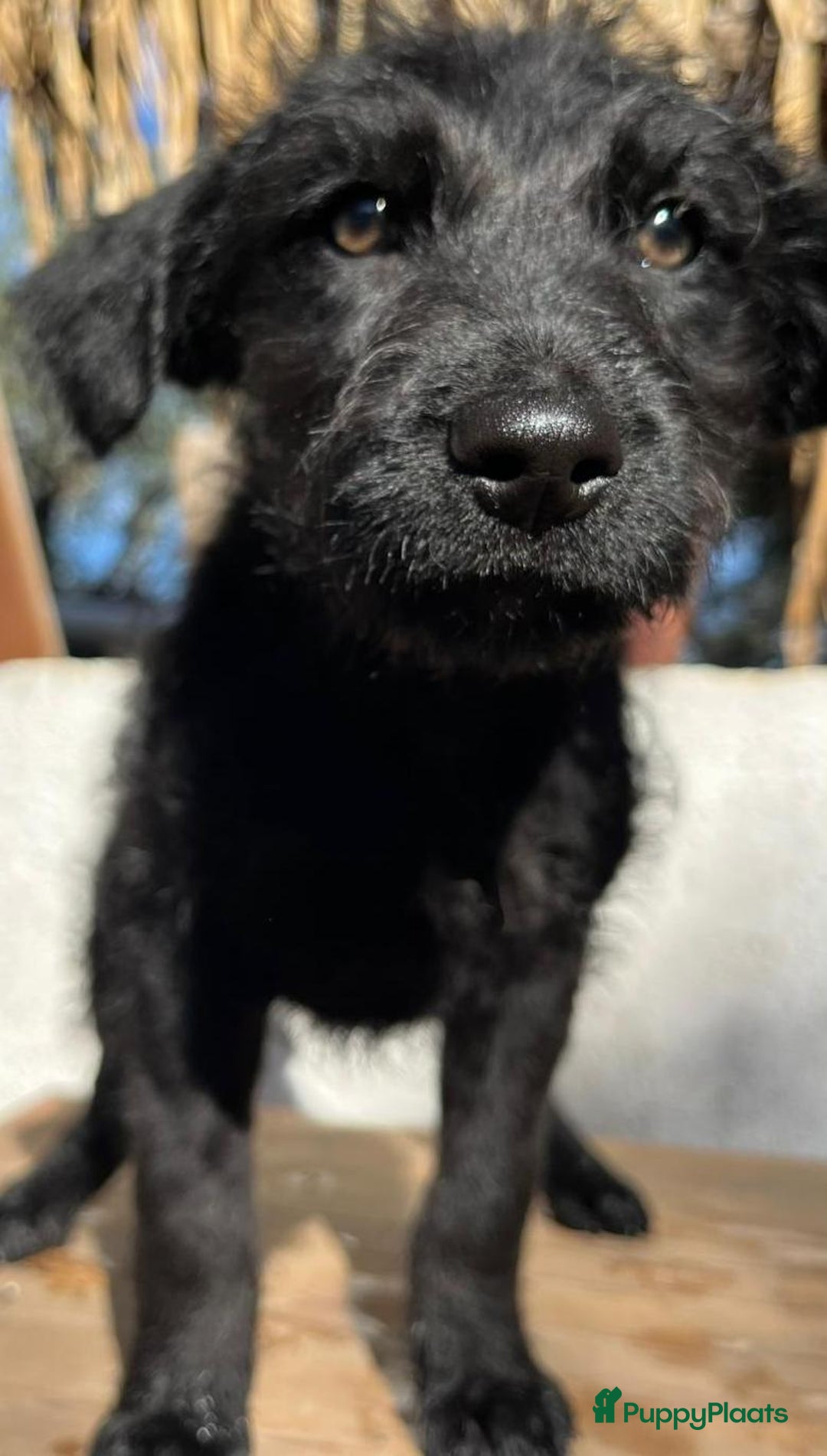 Kruising honden ter adoptie: goedele deze lieve knappe dame wacht op jouw  - Advertentie 8