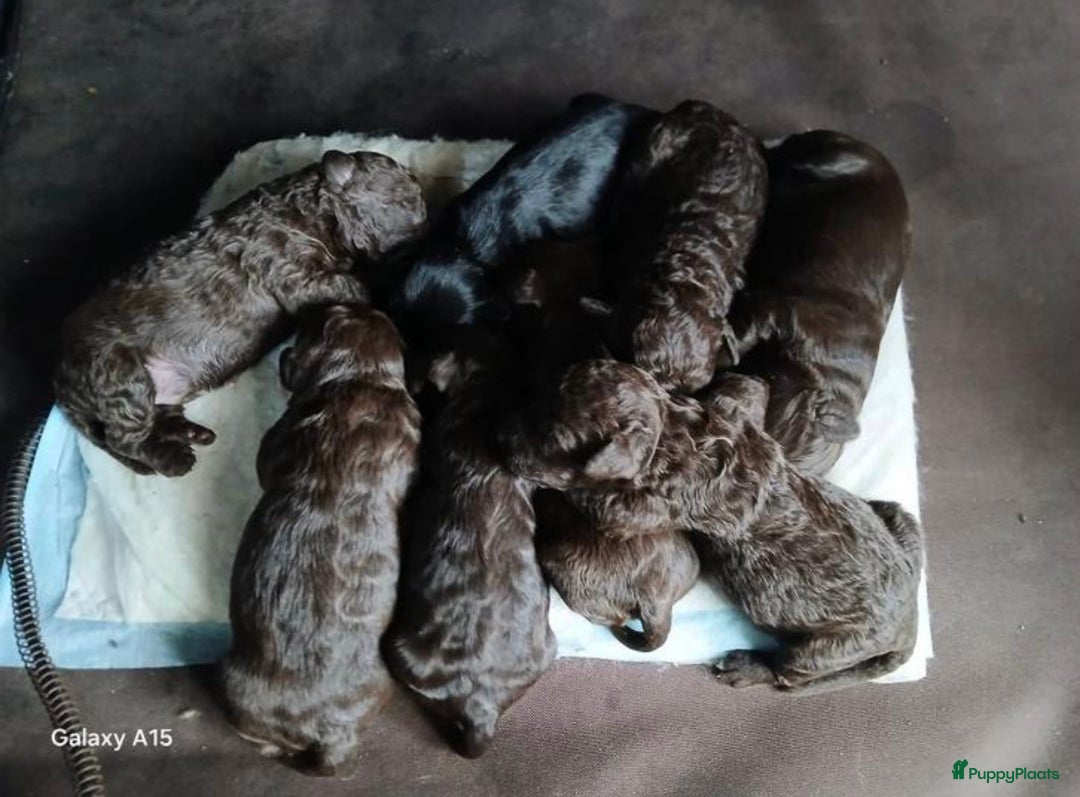 Kruising honden te koop: nestje kruising Waterhond, labradoedel look-a-like - Afbeelding 10