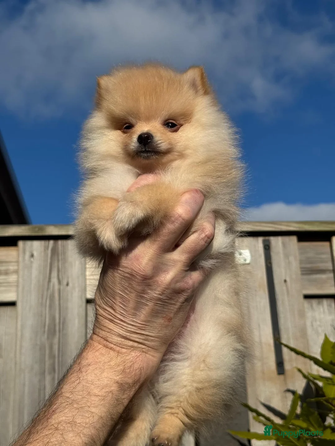 Pomeriaan honden te koop: Prachtig klein Pomeriaan puppy  - Advertentie 3