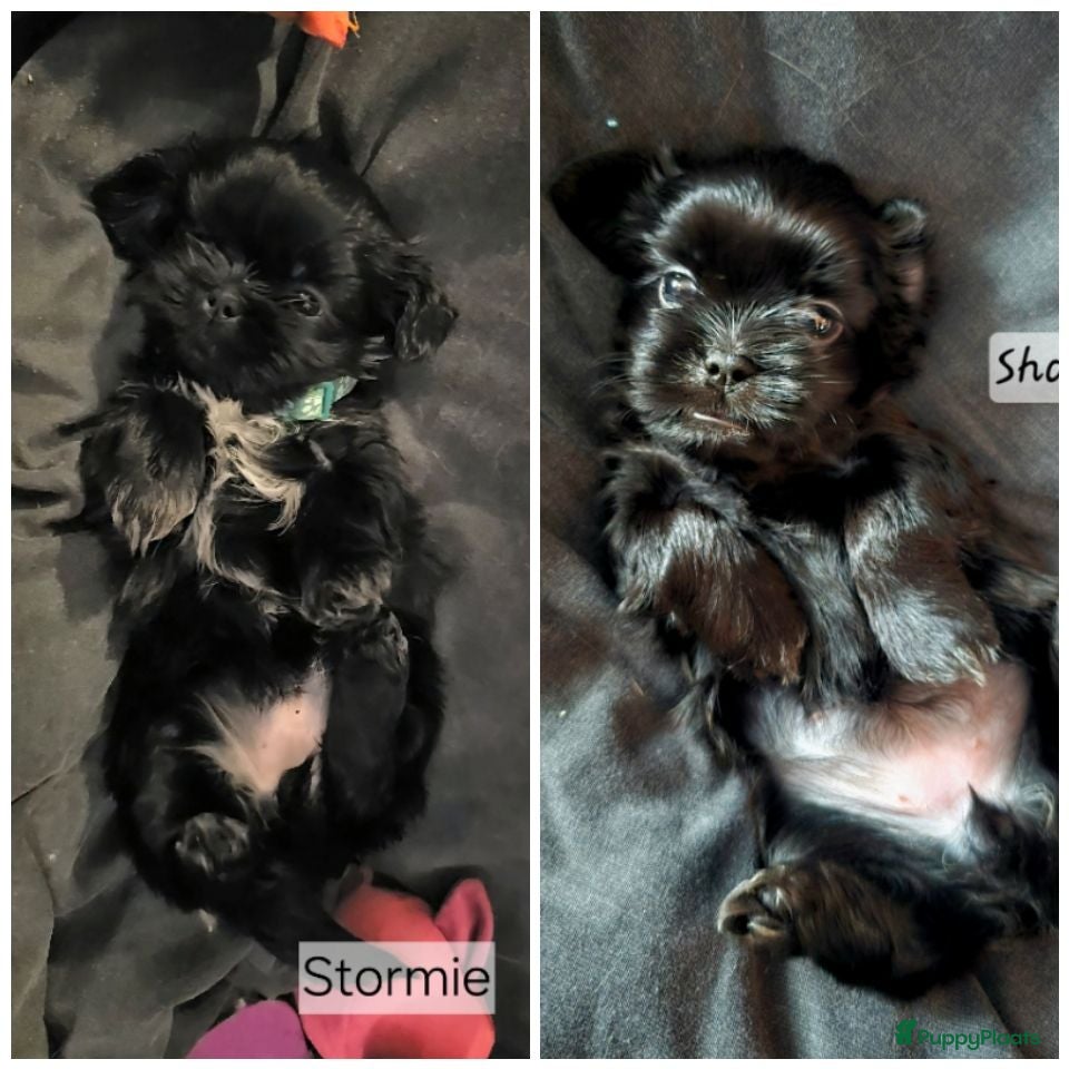 Kruising honden Nog 2 Zwarte Boomer Pup Meisje🖤 Shih-Tzu/Boomer - Advertentie 3