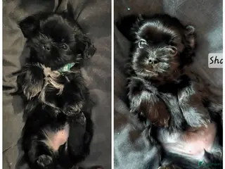 Kruising honden Nog 2 Zwarte Boomer Pup Meisje🖤 Shih-Tzu/Boomer - Advertentie 3