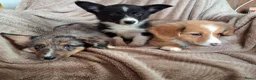 Welsh Corgi Cardigan honden te koop: Lieve sociale speels Welsh Corgi Cardigan puppys  in Heeswijk Dinther - Advertentie 1