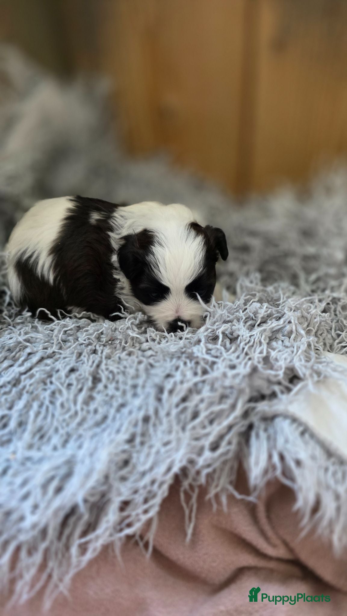 Maltipoo honden Prachtige Maltipoo pup. - Advertentie 4