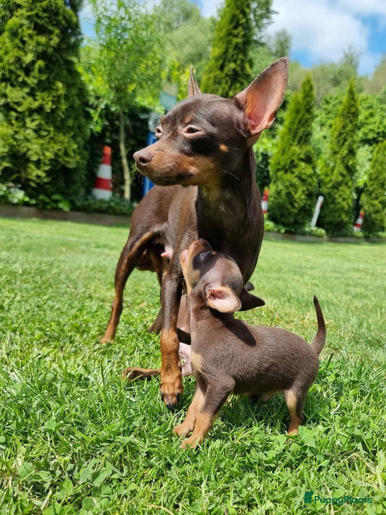 Russische Toy Terriër honden te koop: Russische Toy Terriër pups met FCI stamboom  in Nieuw-Weerdinge - Advertentie 4