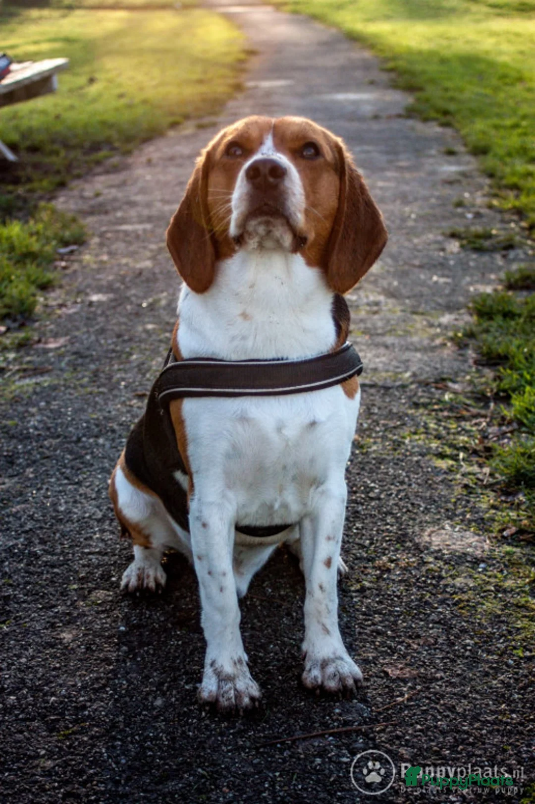 Beagle honden ter dekking: Mooie ras zuiver beagle in Groningen - Advertentie 9