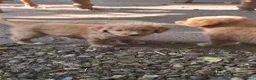 Nova Scotia Duck Tolling Retriever honden te koop: Toller pups, beide ouders zijn aanwezig - Advertentie 10