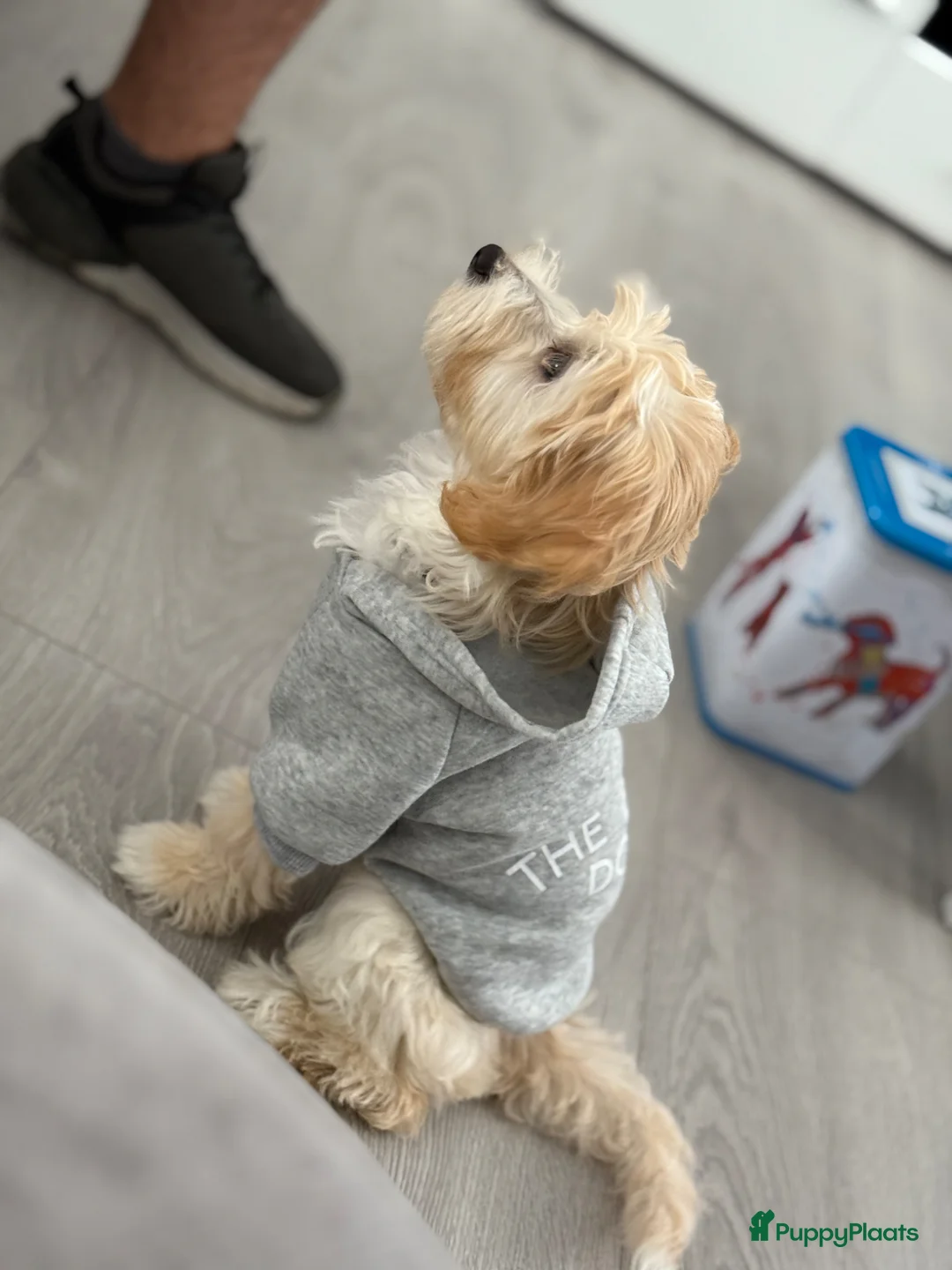 Maltipoo honden ter dekking: Maltipoo reu voor dekking – lief en gezond - Advertentie 6