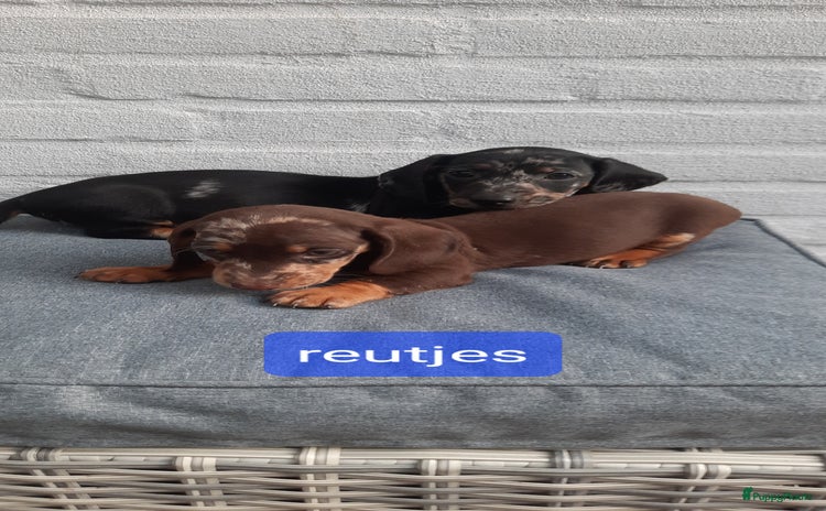 Teckel (korthaar)  honden - Advertentie 1
