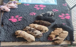 Labradoodle honden te koop: Prachtige multigen Labradoodles wavy vacht - Afbeelding 1