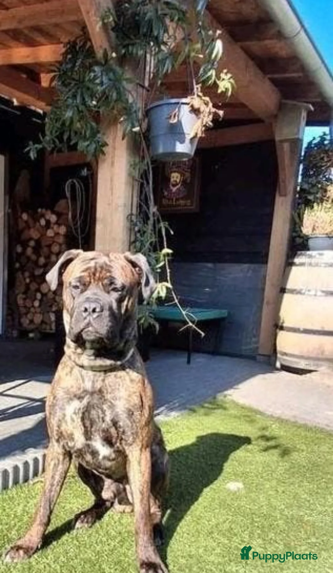Cane Corso honden ter dekking: Cane Corso X Bullmastiff) beschikbaar  - Advertentie 2