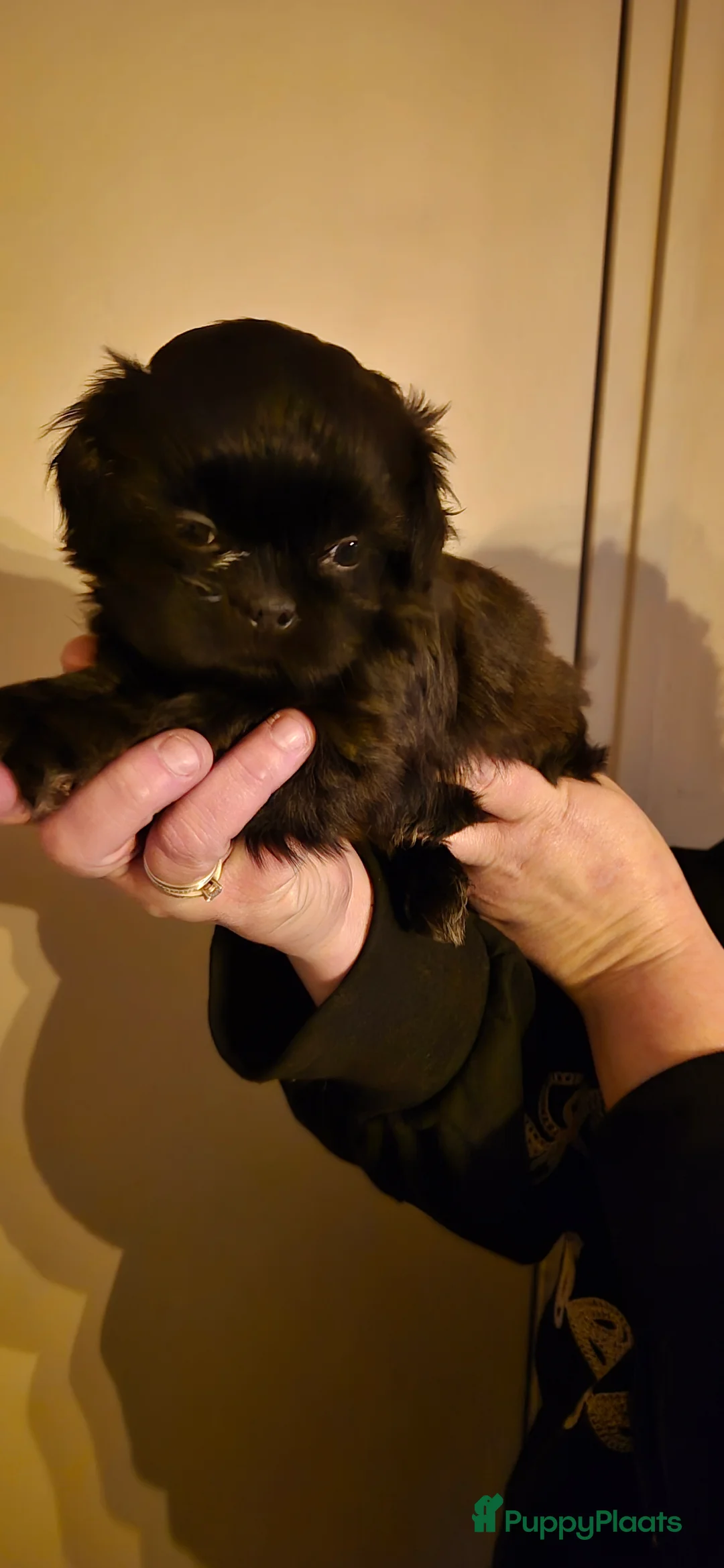 Shihpoo honden te koop: Shipoo pups  - Advertentie 6