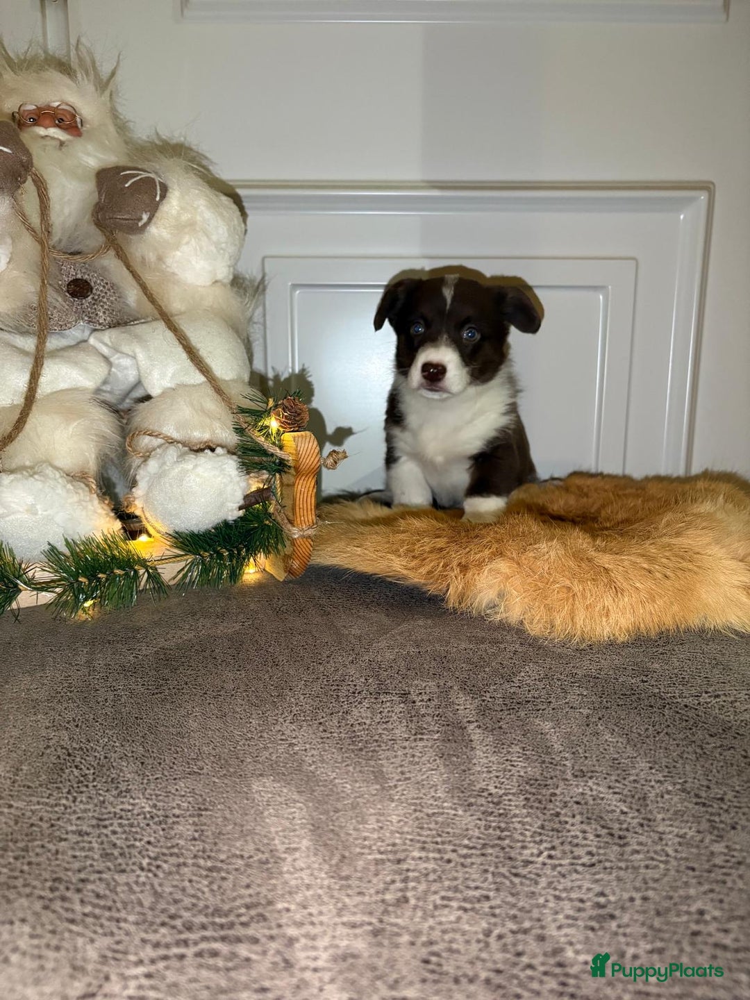 Welsh Corgi Cardigan honden te koop: Welsh Corgi Cardigan puppy’s  - Advertentie 7