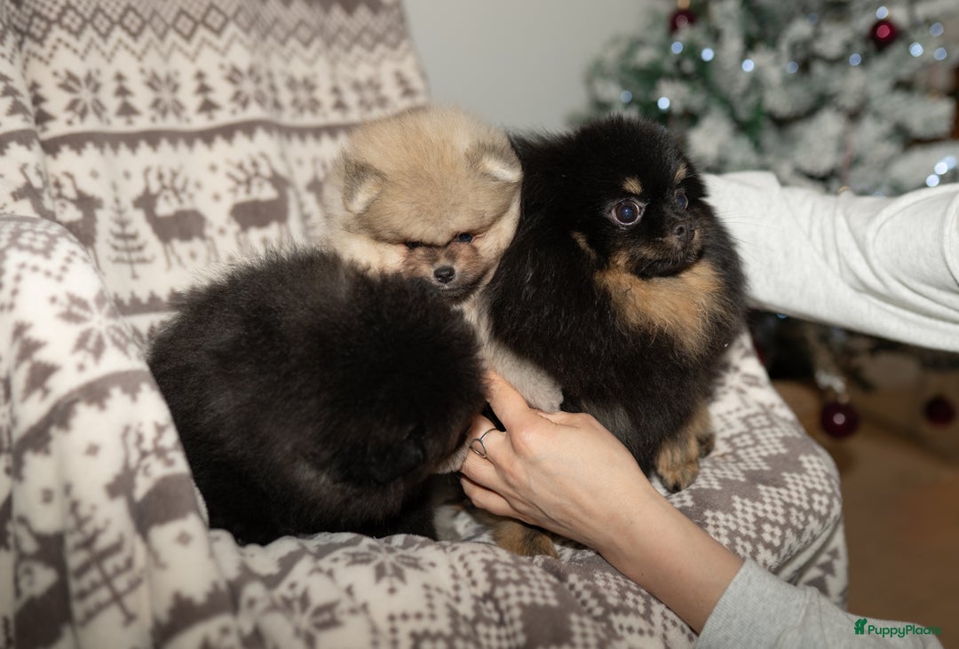 Pomeriaan honden te koop: 🌸 3.	Luxe Pomeranian pups 🌸 - Advertentie 15