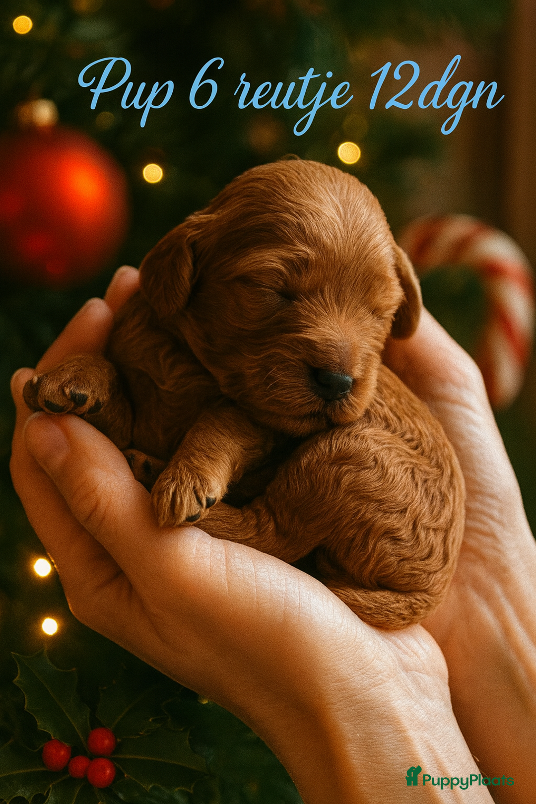 Labradoodle honden te koop: Labradoodle pups multigen super mooi❤️ - Advertentie 5