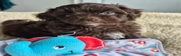 Kruising honden te koop: Lieve mini boompoo  - Advertentie 18