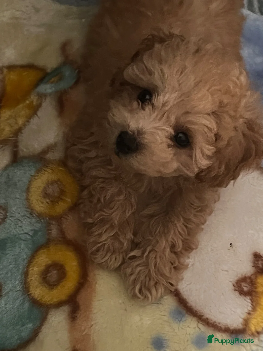 Poedel Toy honden te koop: Kleine poedel teefje in Huizen - Advertentie 3