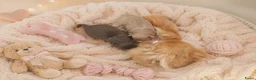 Chihuahua honden te koop: Langhaar chihuahuatjes - Advertentie 7