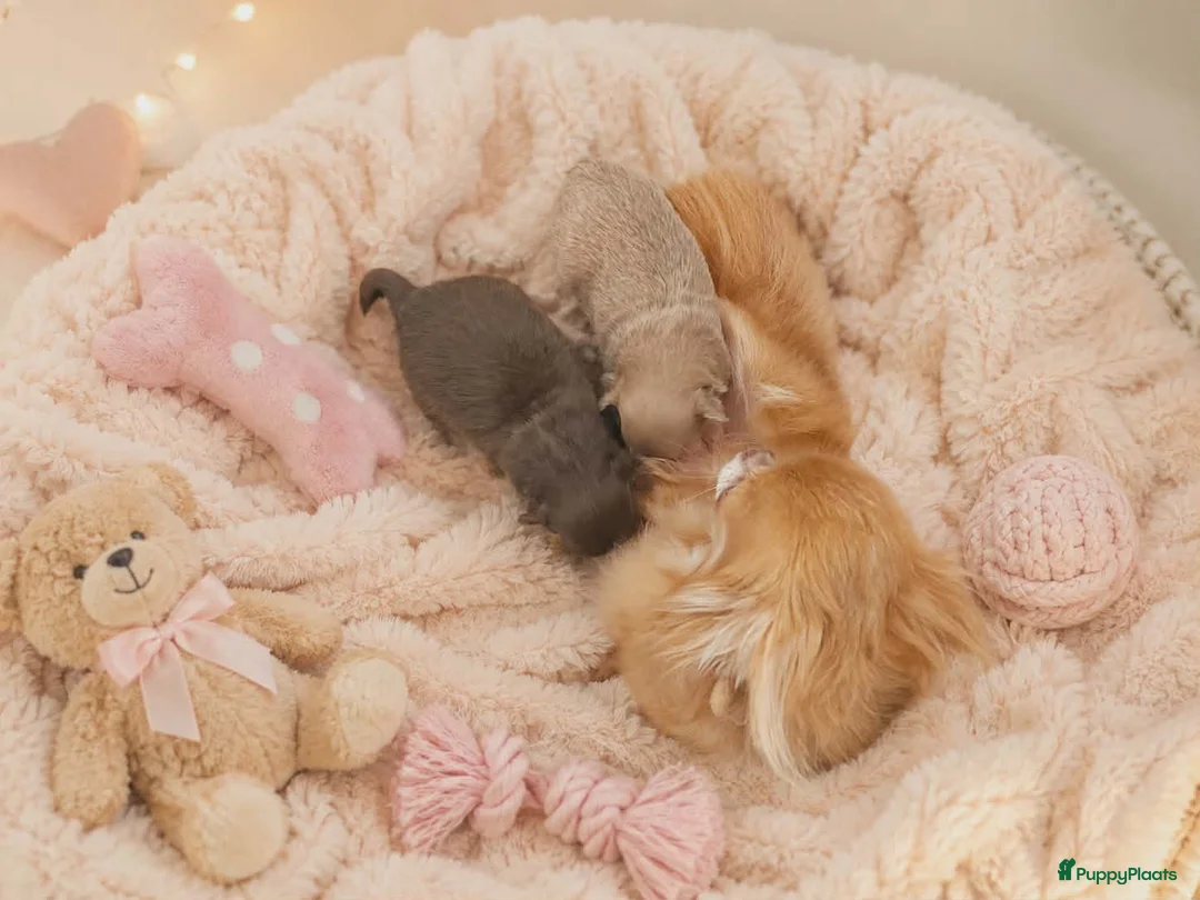Chihuahua honden te koop: Langhaar chihuahuatjes - Advertentie 7