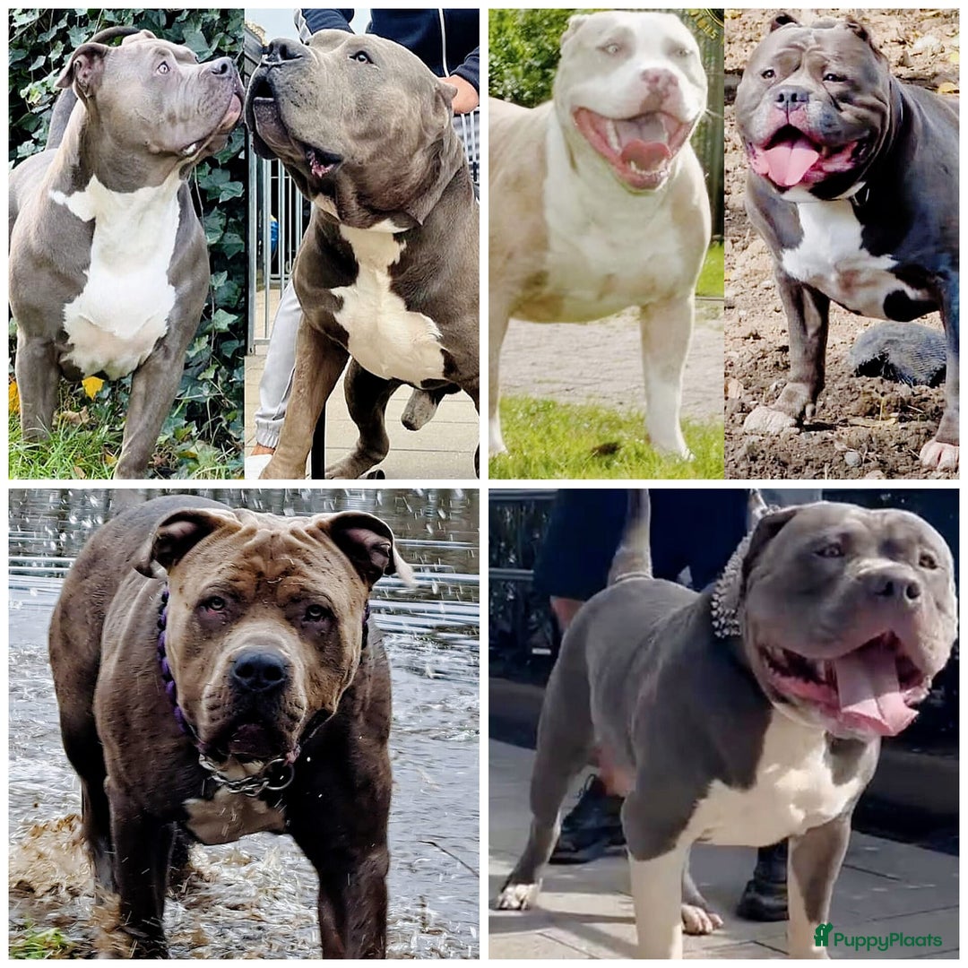Amerikaanse Bully honden te koop: ABKC XL Meets DBKC XXl - Advertentie 6