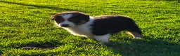 Australian Shepherd honden te koop: Prachtige raszuivere Australian Shepherd - Advertentie 5