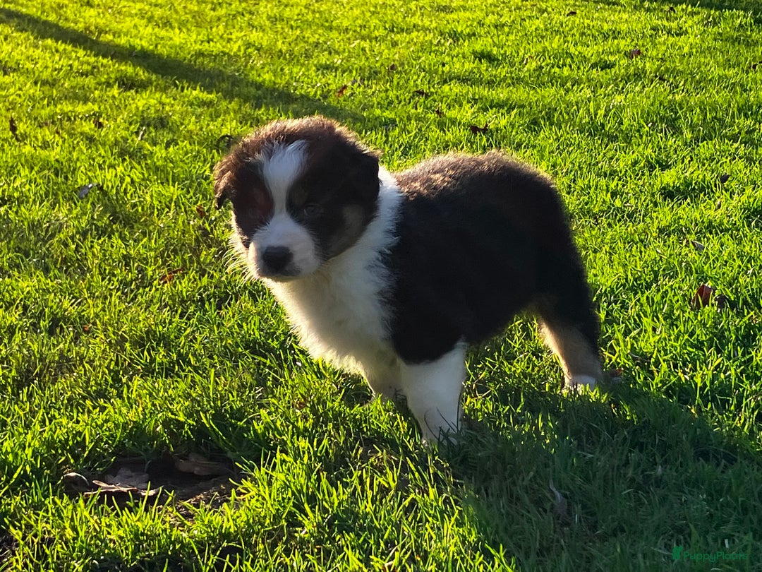 Australian Shepherd honden te koop: Prachtige raszuivere Australian Shepherd - Advertentie 5