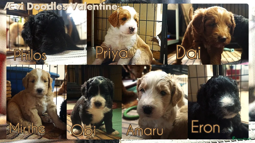 Kruising honden te koop: Goldendoodle x Bernerdoodle pups - Advertentie 2