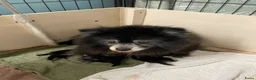 Pomeriaan honden te koop: 5 Prachtige Pomeriaan/dwergkees pups.❤️ - Advertentie 16